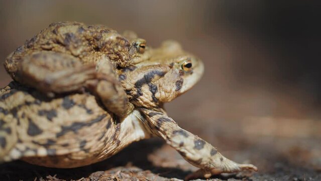 A pair of toads - female and male on the move during the spring mating season and migration. A close-up parallax video. Bokeh background.