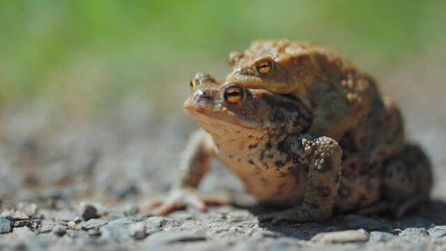 A pair of mating frogs in amplexus during the spring migration. A close-up parallax video. Bokeh background.
