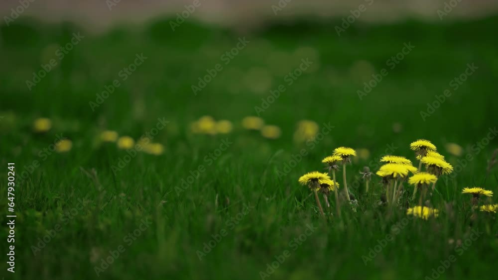 Poster bright yellow dandelions on the lush green field. slow-motion parallax shot. bokeh background.