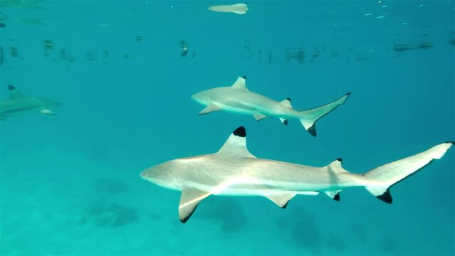 Black tip reef sharks cruise by in clear blue reflective shallow water