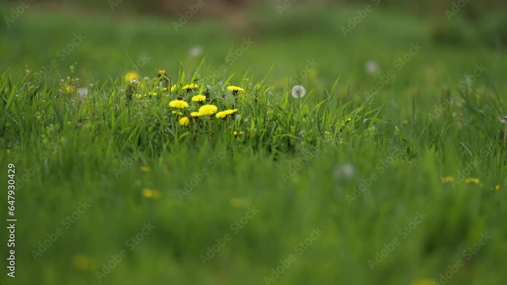 Poster a lush green lawn with yellow and white fluffy dandelions. slow-motion parallax shot. bokeh backgrou