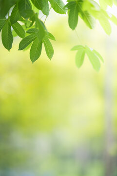 Nature of green leaf in garden at summer. Natural green leaves plants using as spring background cover page greenery environment ecology lime green wallpaper