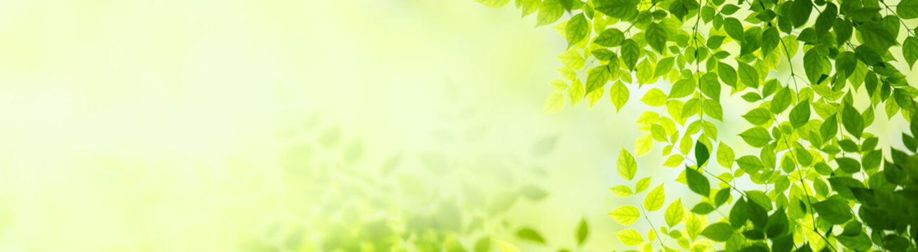 Nature of green leaf in garden at summer. Natural green leaves plants using as spring background cover page greenery environment ecology lime green wallpaper