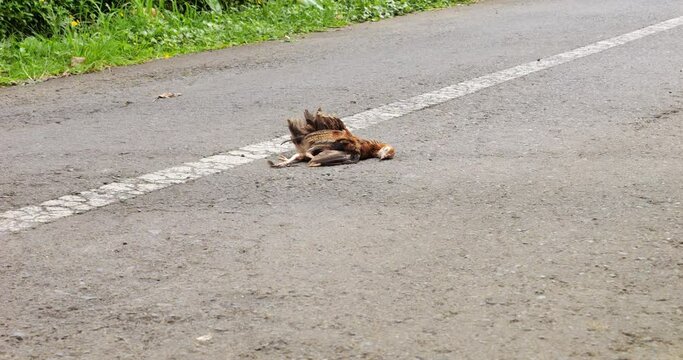 Young farm bird lie dead on the road, motorcycles pass by aside. The silly chicken was recently hit and lies motionless on the pavement, common roadkill at Bali countryside