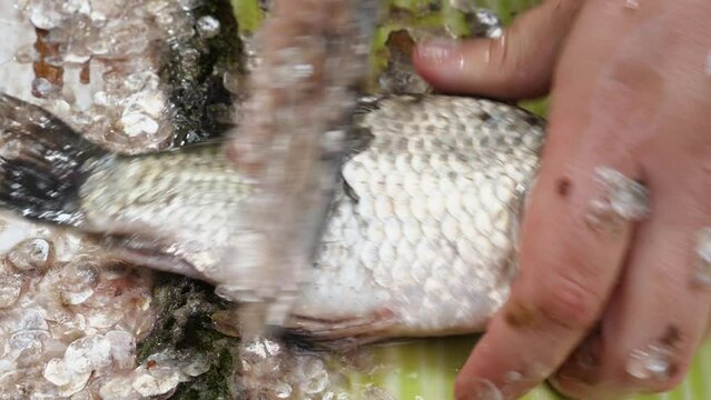 Close-up of a woman cleaning a fresh fish with a knife. Slow motion. Cleaning and carving live fish in the outdoors