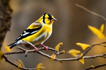 Cute male goldfinch lugano sitting on a thin limb devoid of foliage in a forest