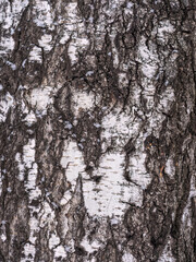 Fototapeta premium The texture of the birch bark.
