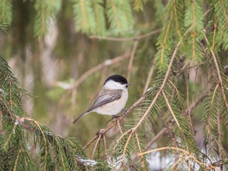 Cute bird the willow tit, song bird sitting on the fir branch with snow in winter