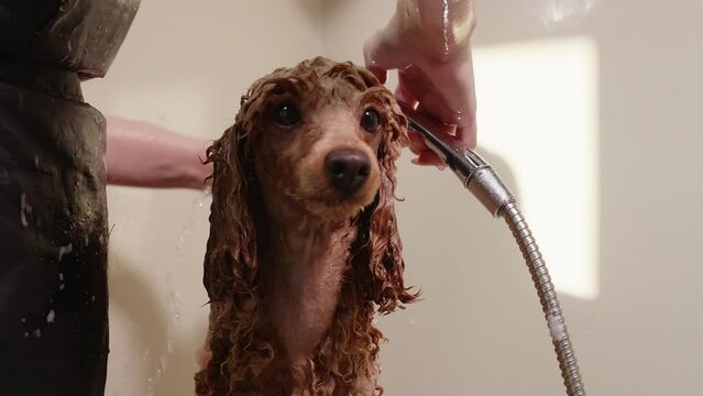Female professional bathing brown poodle with shower. Cute wet dog is standing in tub at spa. Midsecion of groomer is cleaning canine at pet spa.