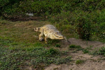 Obraz na płótnie Canvas Orinoco Crocodile, crocodylus intermedius, Adult emerging from Water, Los Lianos in Venezuela