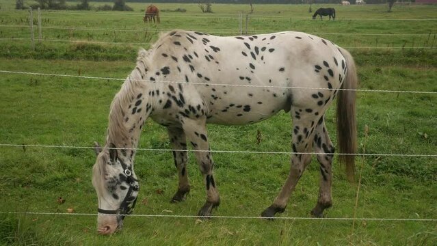 Spotted leopard horse white horse with black dots grazing on grass field, full body