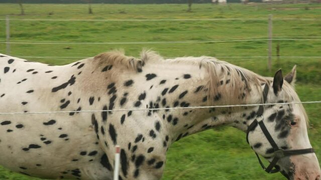 Spotted leopard horse, white horse with black dots standing on grass