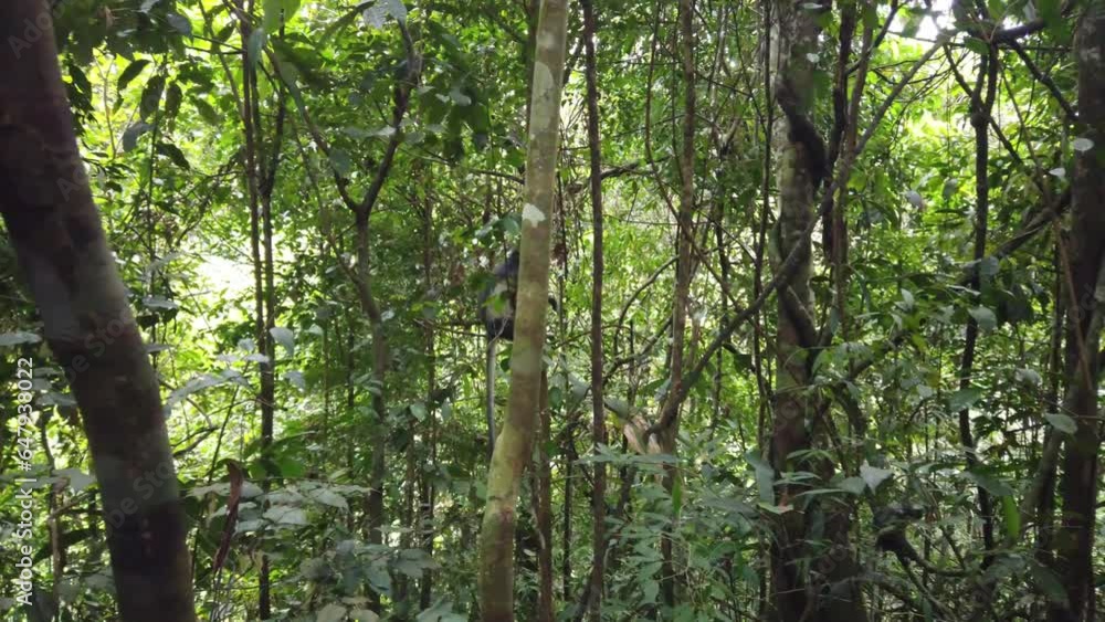Aufkleber shot of a thomas's leaf monkey hopping from tree to tree in a rainforest. funny ending where somethi