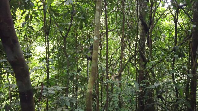 Shot of a Thomas's Leaf Monkey hopping from tree to tree in a rainforest. Funny ending where something drops out of the tree,.

Shot on Sumatra, Indonesia