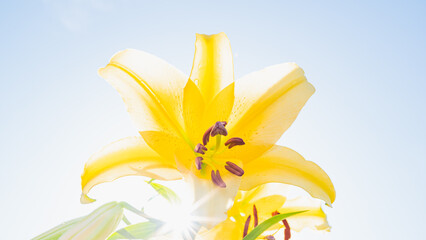 黄色のユリと日差し