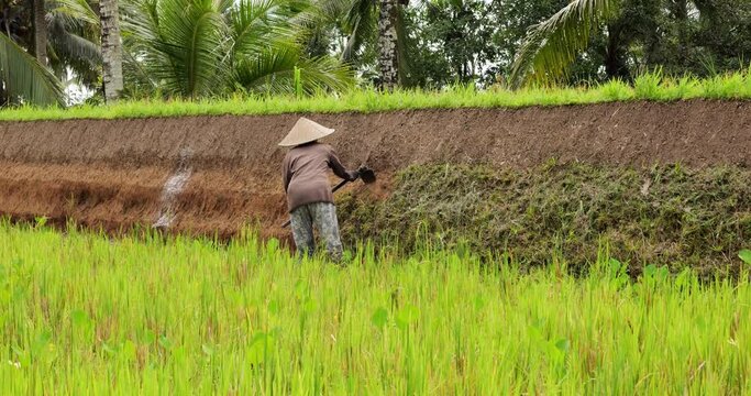 Peasant woman removes grass from edge of rice field with simple hoe and levels ground, view from back. Traditional manual tending and cultivation of rice paddies in Bali