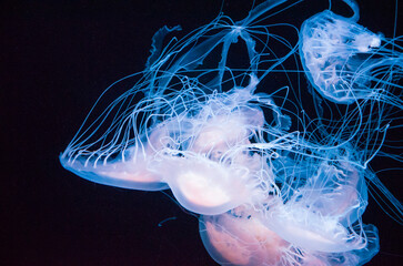 Ethereal dancers of the deep, jellyfish radiate elegance with every graceful undulation