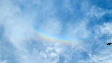 Fototapeta premium Beautiful sky painted with rainbow, a bird is flying by. 