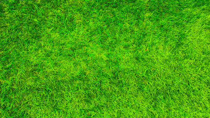 Green grass lawn, bird's eye view.