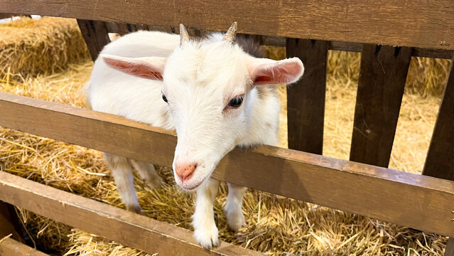 A white baby goat is waiting for its food in the wooden goat pen.