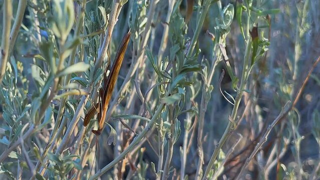 Closeup Macro insect: Praying Mantis perched on sage brush shrub