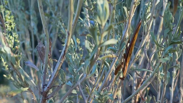 Macro Close-up: Brown Praying Mantis insect on sage brush shrub