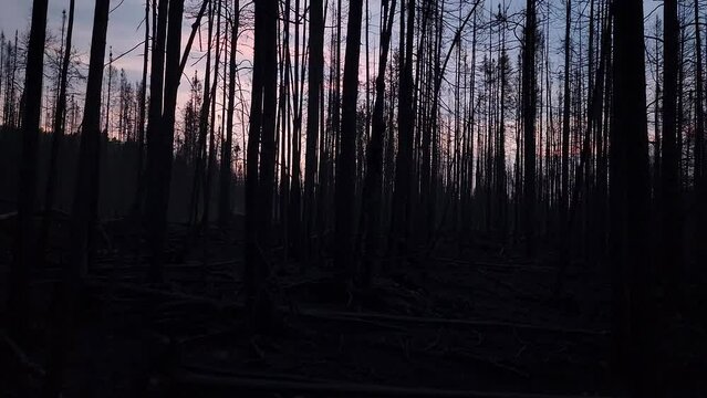 Desolate images through part of the burned forest in Sudbury, Canada.