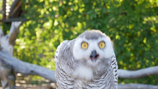 Wildlife encounter: Owl's comical reactions captured on camera, highlighting its surprising and amusing expressions