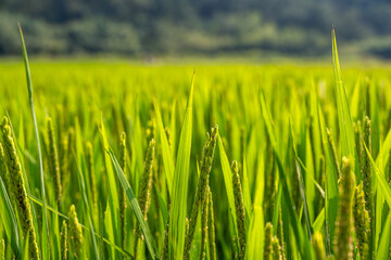 The rice fields in eastern China