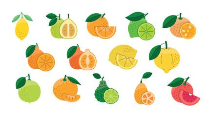 Citrus fruits food allergens, illustration set in color vector, lemon and orange, grapefruit and mandarin, lime and bergamot, pomelo and calamondin, tangelo and kumquat, ponkan and limetta, kombava