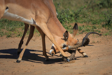 Two impala rams fighting with horns and hoofs in contact