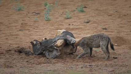 Spotted hyena eating a dead elephant in a riverbed