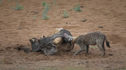 Photo sur Plexiglas Hyène Spotted hyena eating a dead elephant in a riverbed