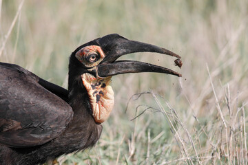 Southern ground hornbill tossing a beetle in the air before eating it