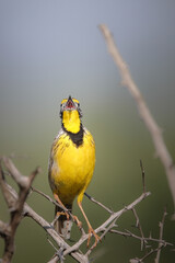 Yellow-throated longclaw singing from a bush in the early morning