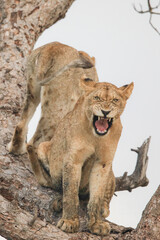 Two young lions climbing a dead tree for entertainment