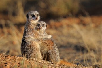 A couple of meerkats cuddling together in the early morning desert light