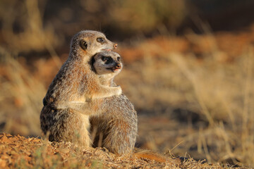 A couple of meerkats cuddling together in the early morning desert light