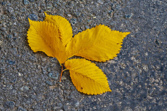 A twig with yellow leaves lies on the asphalt on an autumn day
