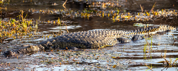 Nil Crocodile in the Zambezi, Zimbabwe