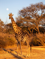 Wild Giraffe at Safari, Zimbabwe