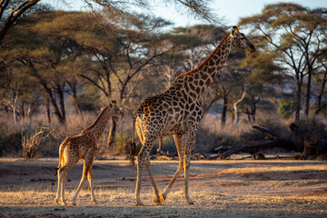 Wild Giraffe at Safari, Zimbabwe