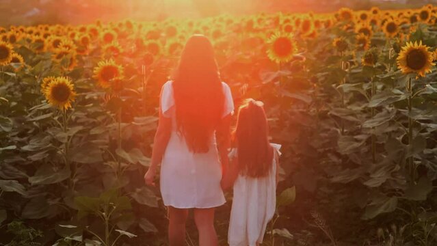 mom and daughter walk arm in arm in a field of sunflowers at sunset. back view