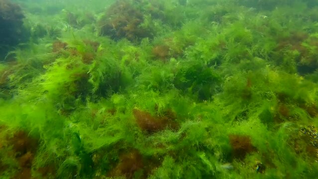 Camera moving forwards above rock reef covered with green algae in Black sea, Close up
