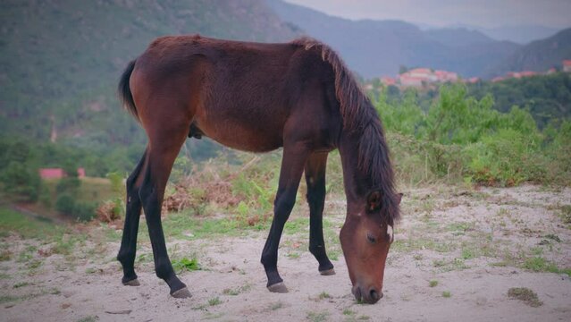 wild foal feeding on wild grass in geres nation park full shot