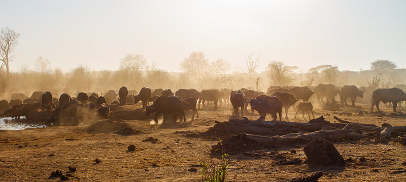 Wilde B&uuml;ffel in Simbabwe