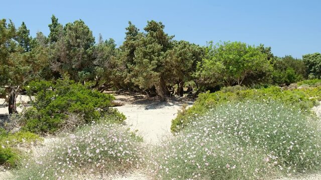 Juniper grove of Kedrovasos beach with cushions of Splendid Bindweed. Crete, Greece
