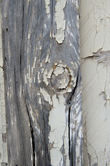 Vieille planche de bois grisée avec le noeud recouvert de peinture ecaillée blanche de style...