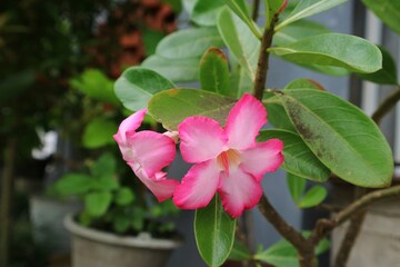 Blooming Pink adenium with wihte on the centre. Beautiful bunga kamboja. Japanese frangipani adenium ornamental plant, succulent flowering plant adenium as desert rose. exotic tropical flower.