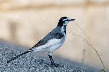Black-backed wagtail(Motacilla alba lugens)